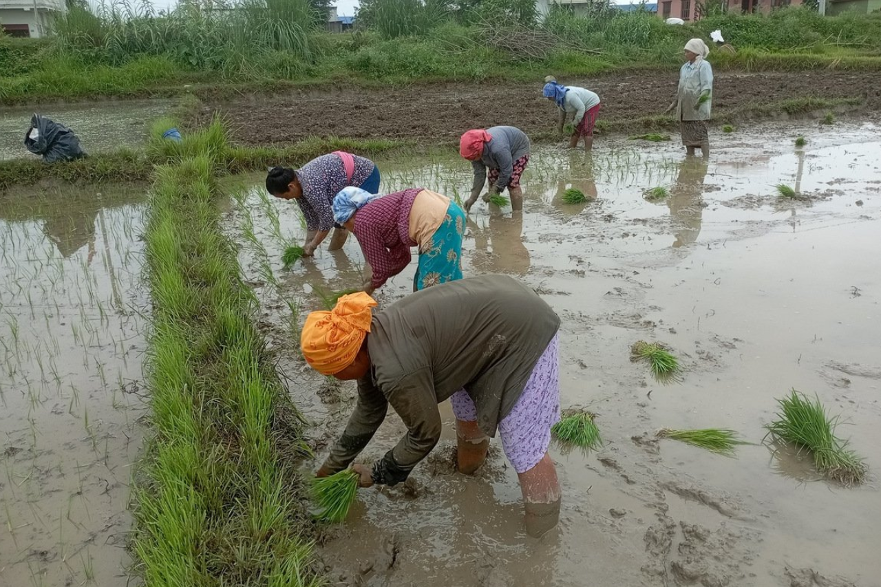 देशभर ५९ प्रतिशत धान रोपाइँ सम्पन्न, गत वर्षभन्दा ८ प्रतिशतले कमी