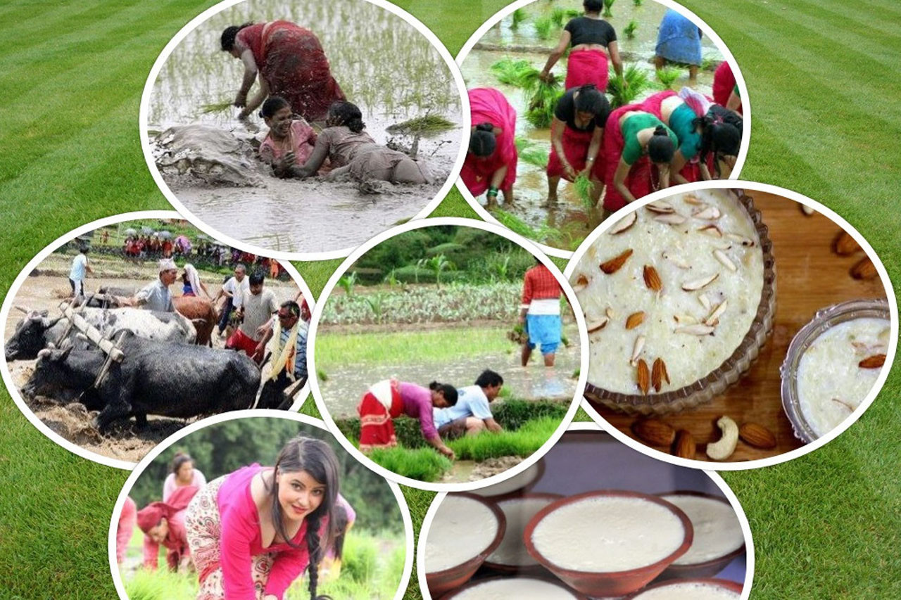 असार १५: धान दिवस, दही चिउरा खाने दिन