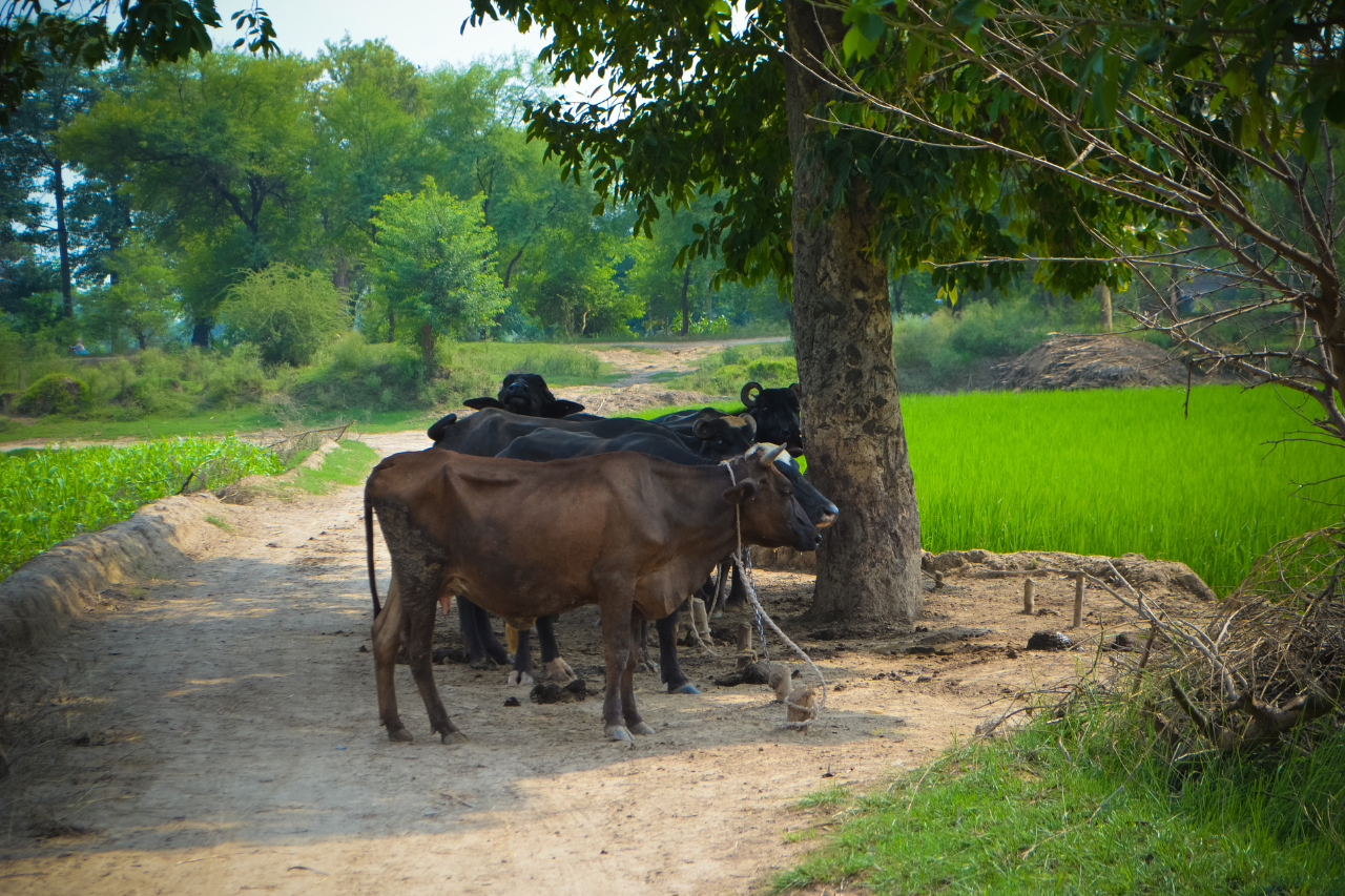 गाईभैँसीमा बाँझोपनाको समस्या बढ्दो
