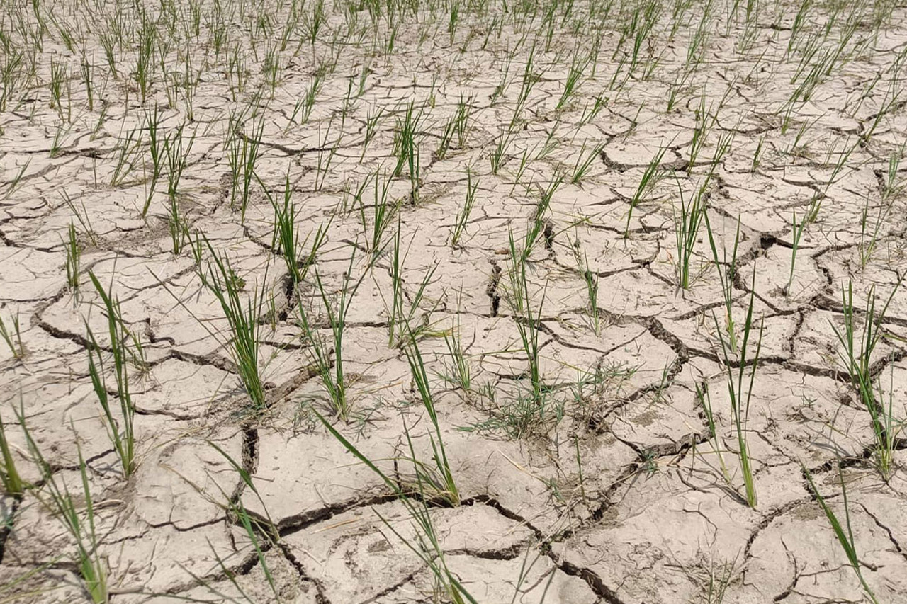 मधेसमा खडेरी: ‘डाक वचन’ सम्झँदै किसान, सरकारबाट सुख्खाग्रस्त क्षेत्र घोषणा