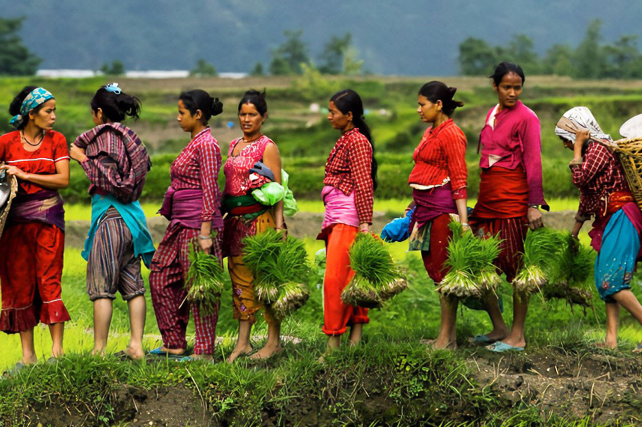देशभर १७ प्रतिशत क्षेत्रमा धान रोपाइँ