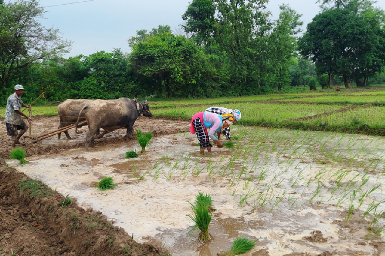 कञ्चनपुरमा ४८ प्रतिशत धान रोपाइँ सम्पन्न