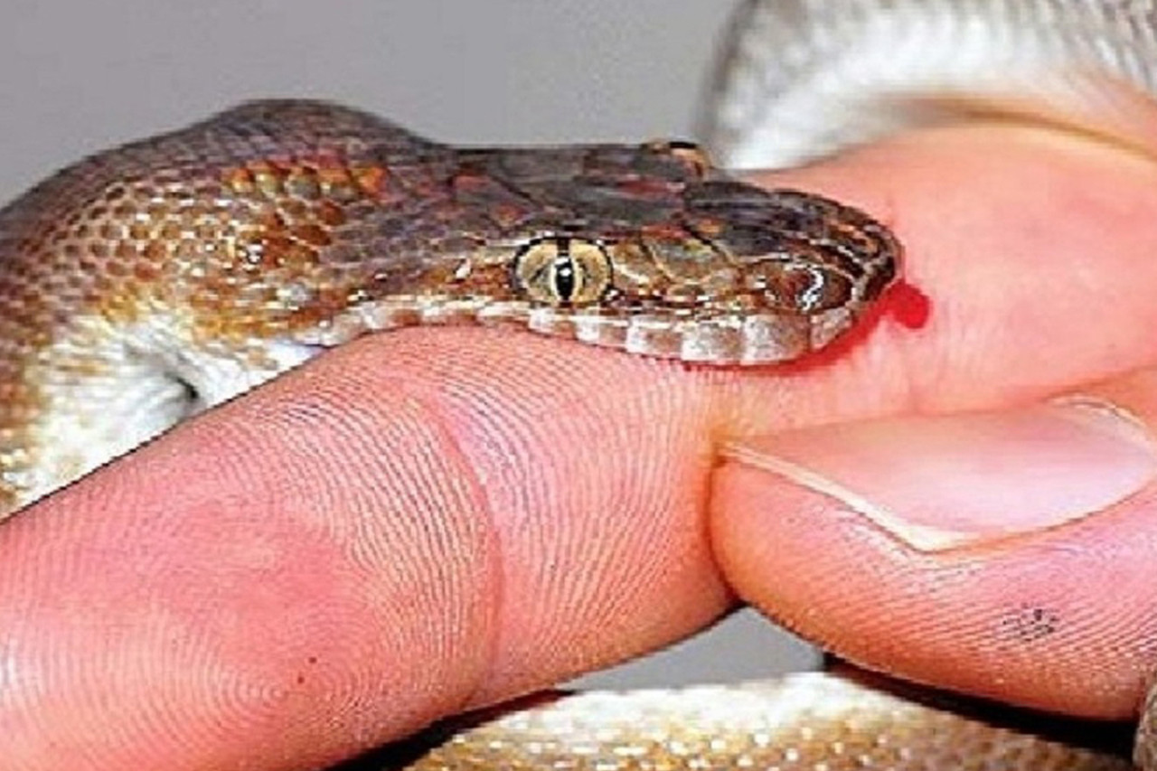 नवलपरासीमा सर्पको डसाइबाट महिलाको मृत्यु