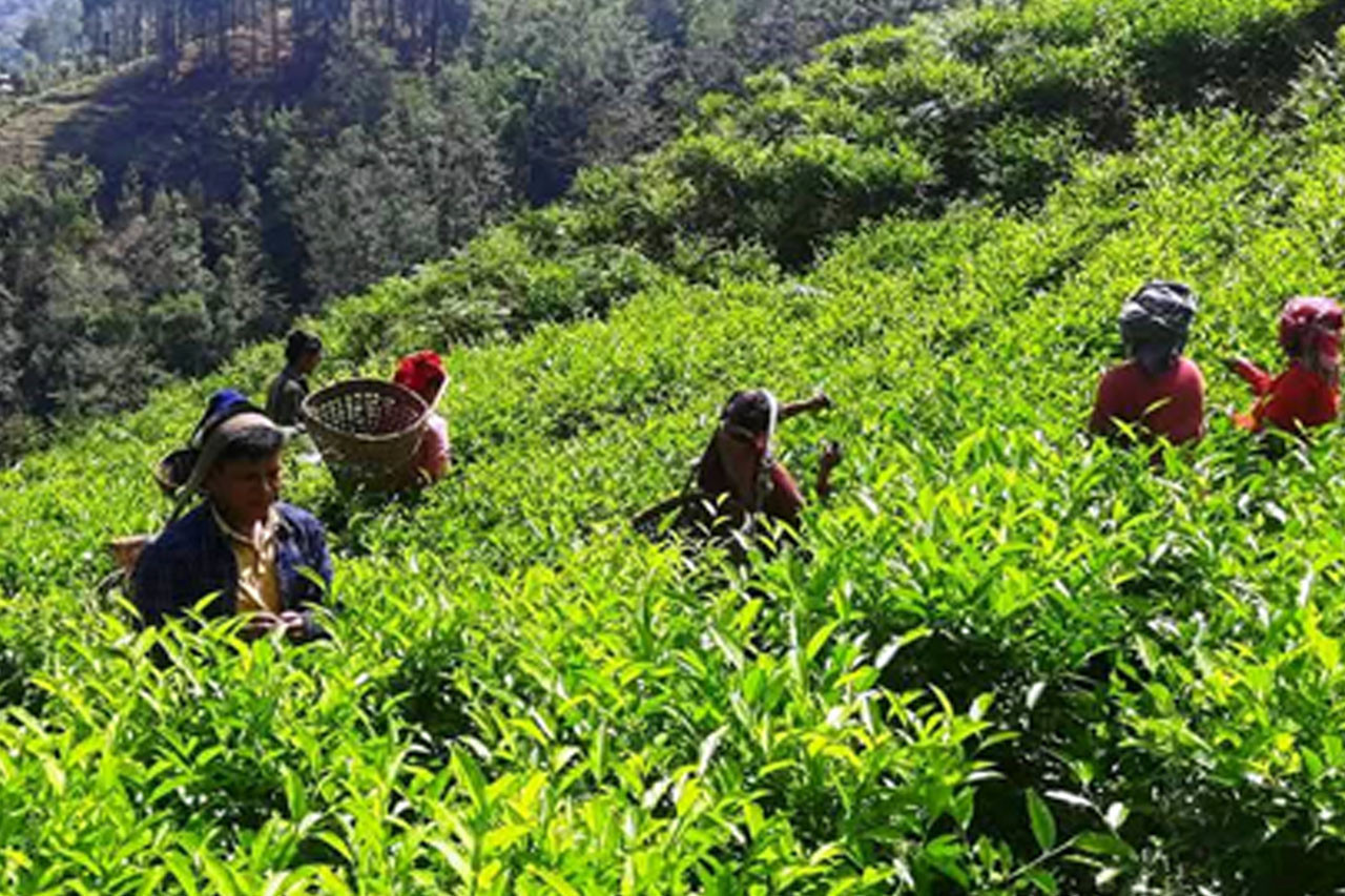 बागलुङको रेशमा व्यावसायिक चिया उत्पादन सुरु, किसान उत्साहित