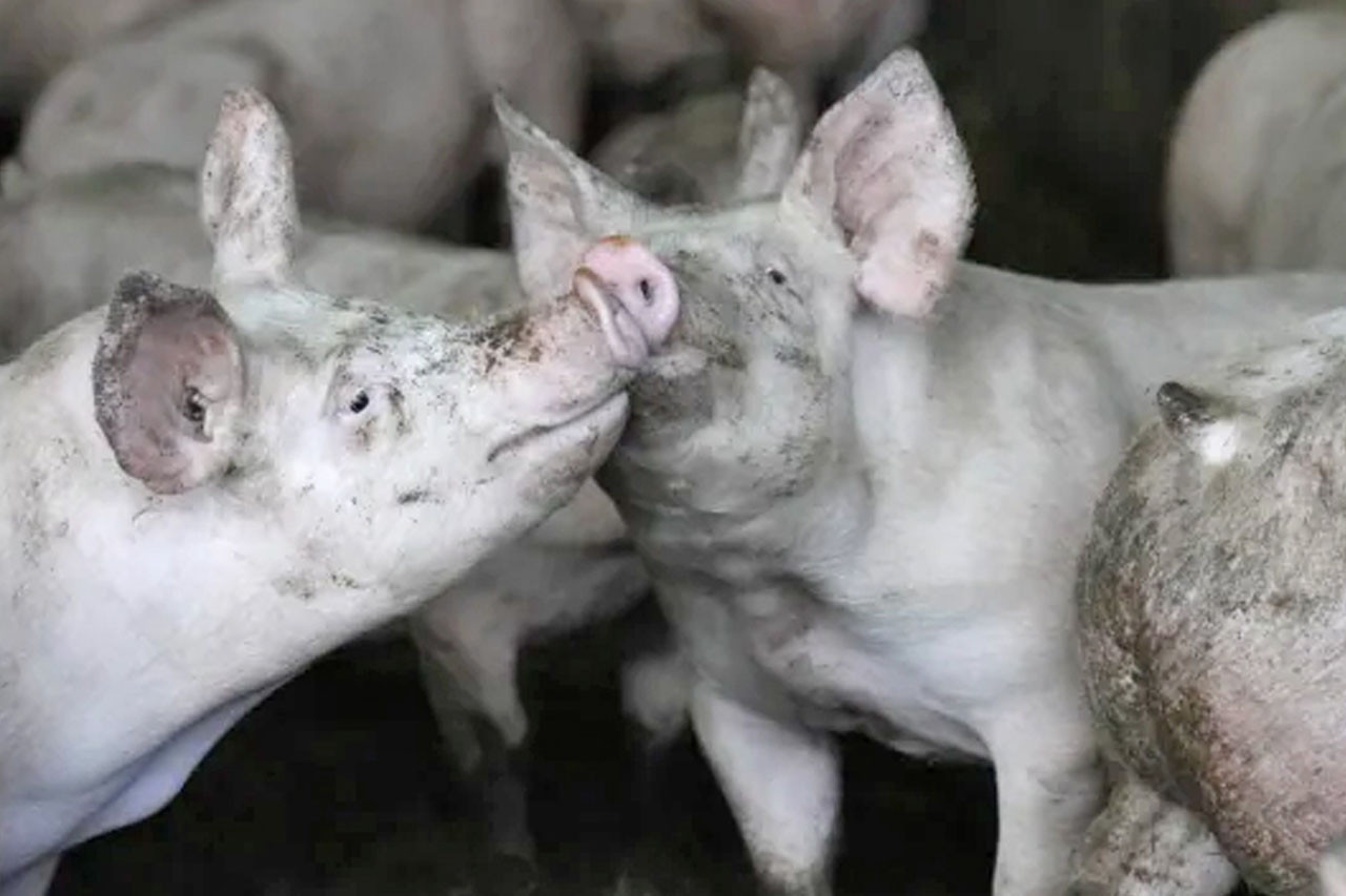 बराहक्षेत्रमा अफ्रिकन स्वाइन फिभरको प्रकोप, ३६ बङ्गुर मरे