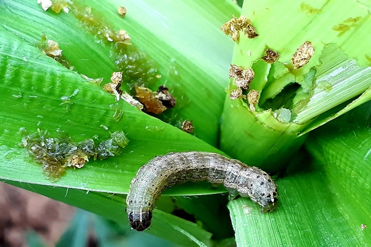 अमेरिकन फौजी कीराको प्रकोपले बैतडीका किसान चिन्तित, मकैबालीमा ठूलो क्षति