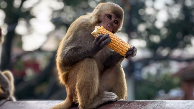 बागलुङको जैमिनीमा बाँदर आतङ्क न्यूनीकरण गर्न ‘बाँदर बगैँचा’ बन्ने