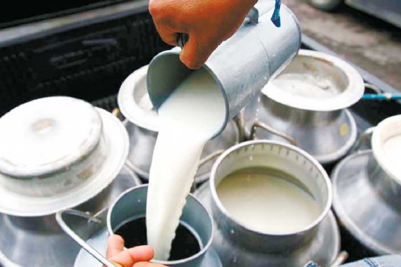 बेलबासका बासिन्दा दूध उत्पादनमा आत्मनिर्भर, मासिक लाखौँको कारोबार