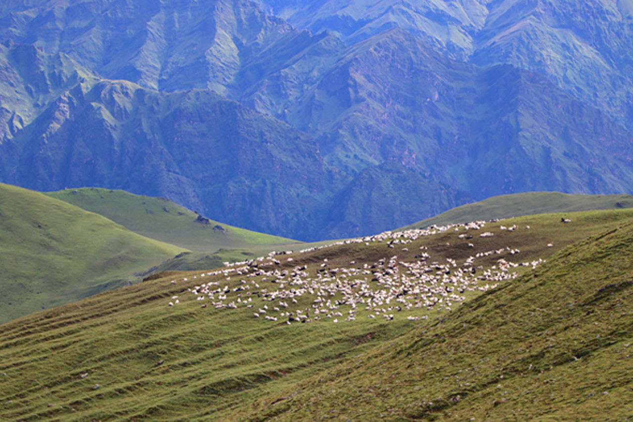 बुकीपाटन: पर्यटकको नयाँ गन्तव्य, भेडीगोठ र हिमशृङ्खलाको संगम