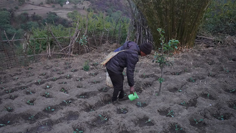 म्याग्दीको गुर्जामा सामूहिक तरकारीखेती सुरु