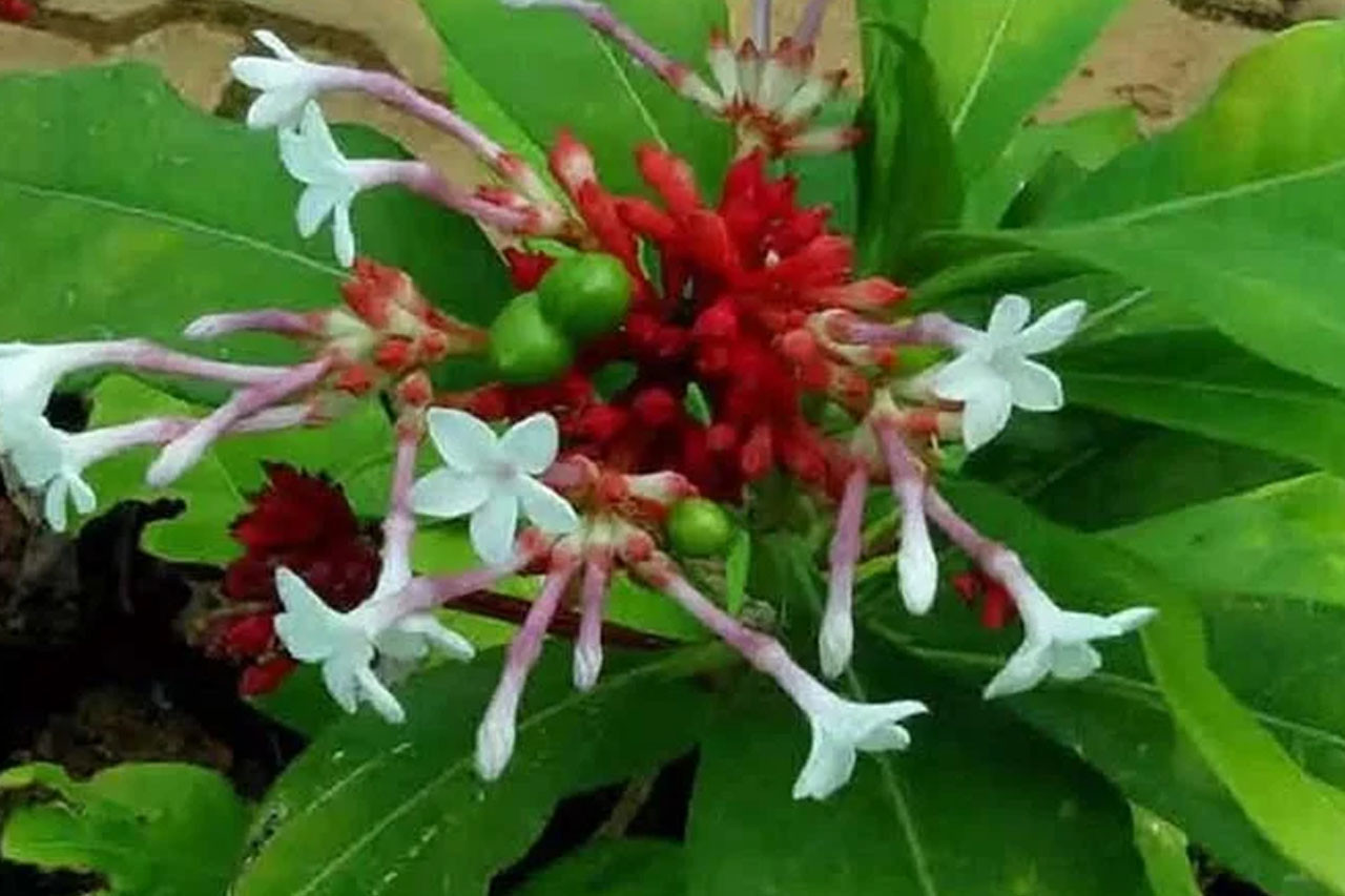 देवघाटमा दुर्लभ सर्पगन्धाको व्यावसायिक खेती सुरु