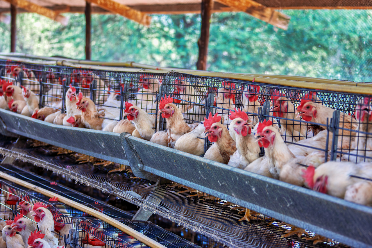 मधेसका आठवटै जिल्लामा मासु उत्पादनका लागि व्यावसायिक पशुपन्छीपालन कार्यक्रम सञ्चालन