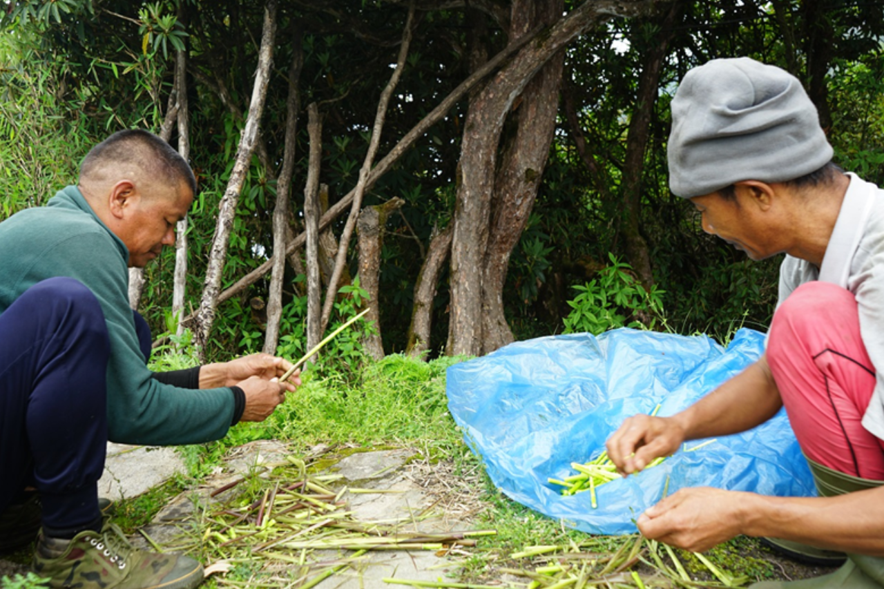लेकाली उत्पादनको माग बढ्दो: टुसा, च्याउ र ढकायो शहरी रोजाइमा