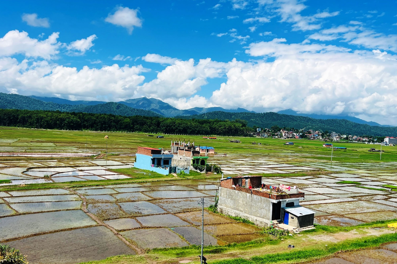 गण्डकी प्रदेशमा धानखेती घट्दो, उत्पादकत्व बढ्दो