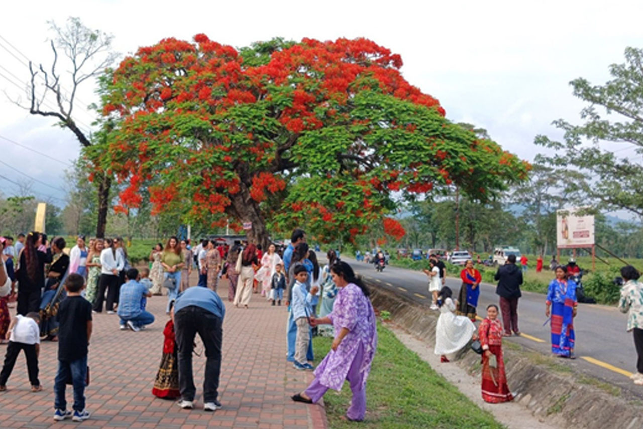 झापाको गुलमोहर सडकले तान्यो पर्यटक