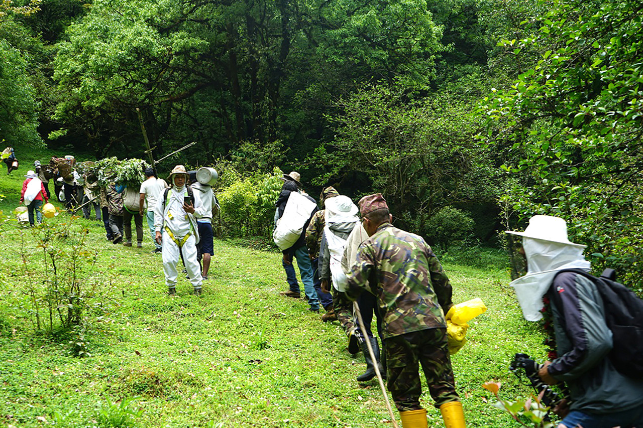 म्याग्दीमा मह शिकारीहरुको चहलपहल: भिरमा मौरीको मह काढ्ने तयारी