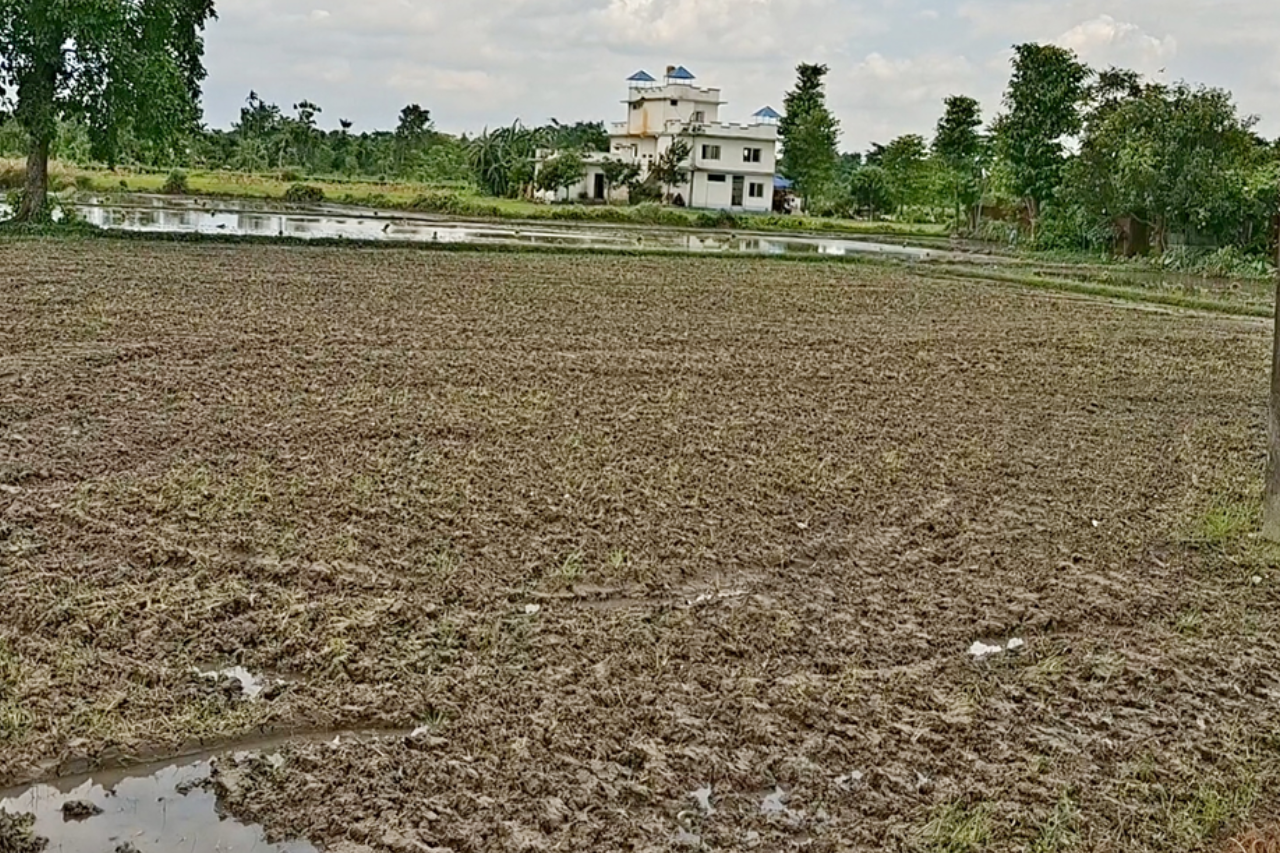 झापामा वर्षा नहुँदा धान रोपाइँ प्रभावित, मल अभाव