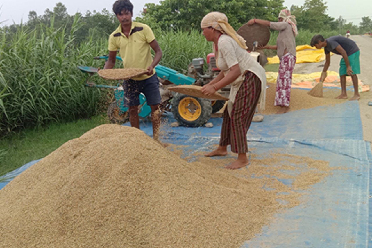 कैलालीका किसानलाई धान बिक्रीको चिन्ता