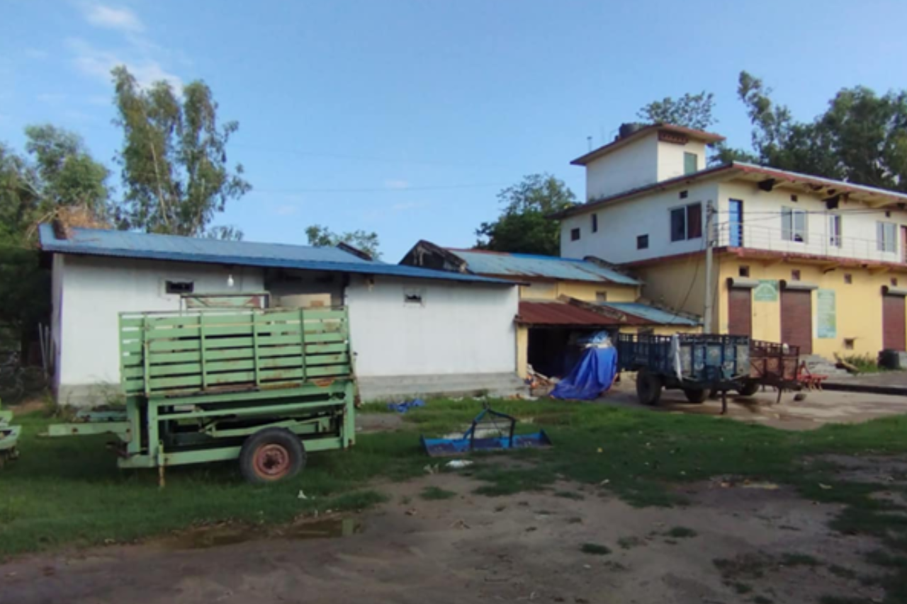 कैलालीको बिजवृद्धि सहकारीले सय हेक्टरमा धानको बीउखेती गर्दै