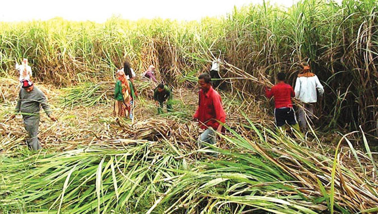 गुल्मीको रूरूक्षेत्रमा उखु खेतीले फेरियो किसानको जीवनस्तर, गाउँमै रोजगारी