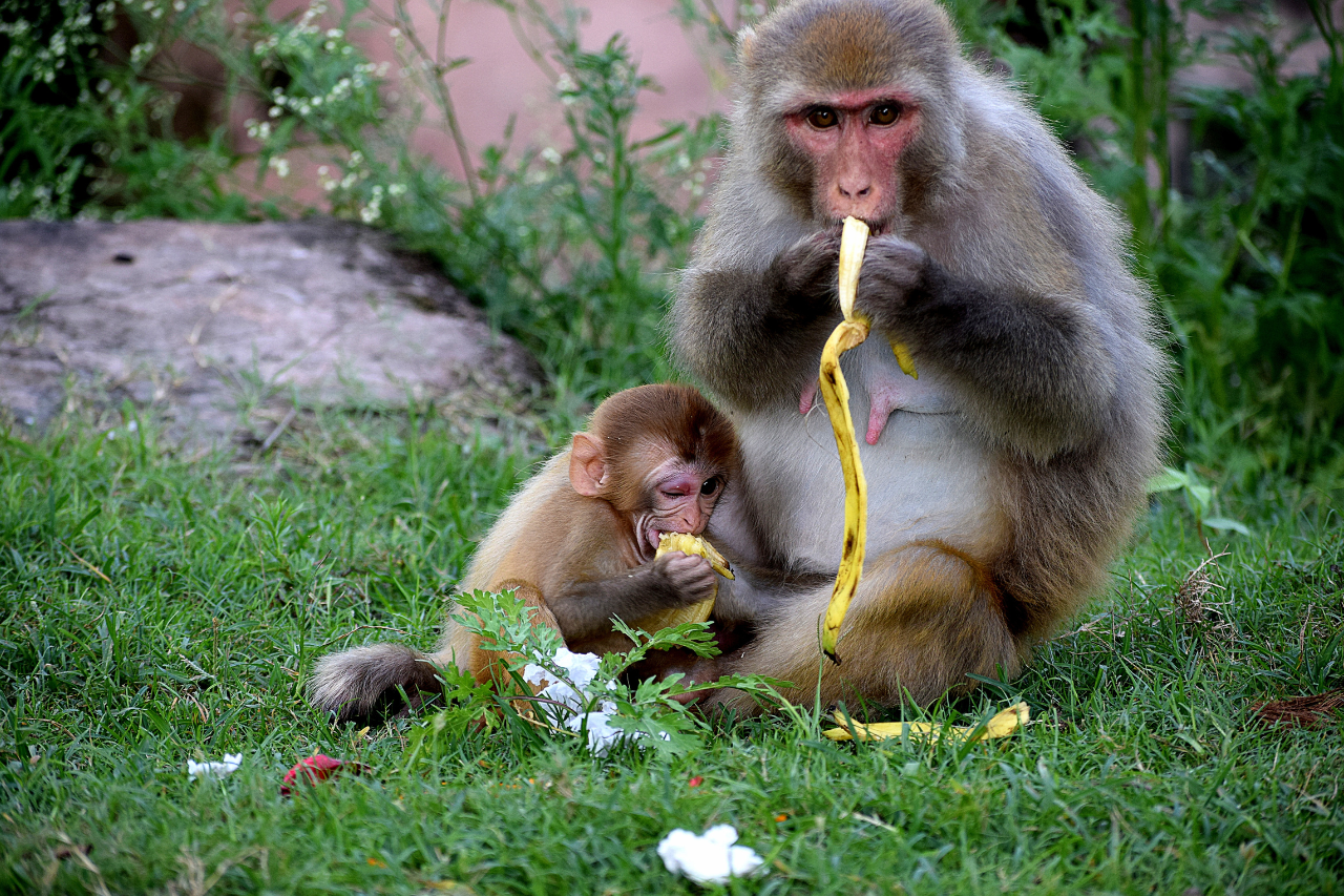बाँदर नियन्त्रणका लागि काठेखोलाको नयाँ योजना: फलफूल खेती