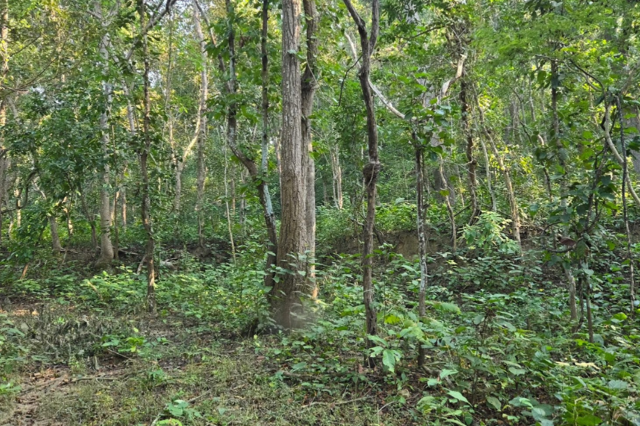 बाँकेमा देशकै ठूलो चक्ला वन निर्माण