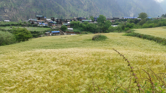 मनाङ रैथाने खेतीबालीमा आत्मनिर्भर