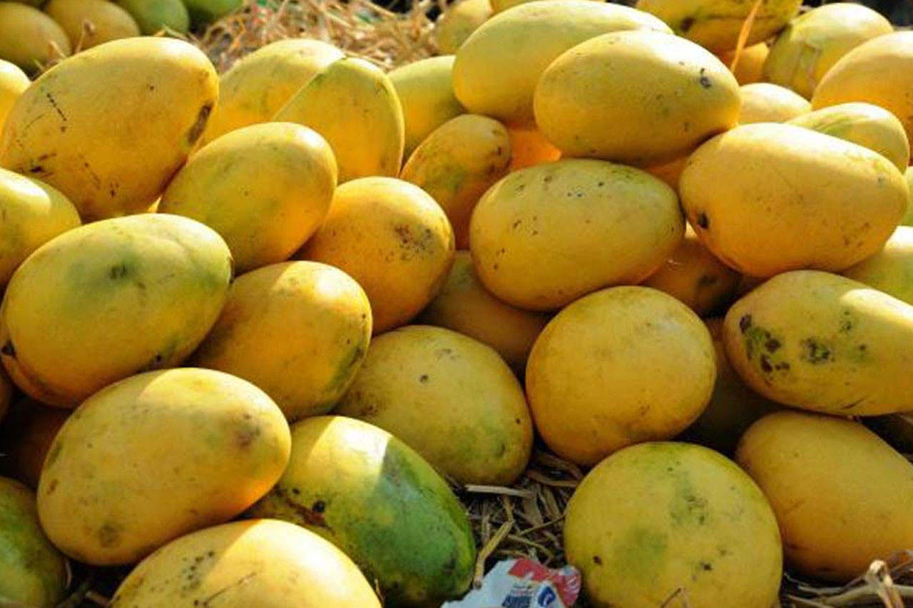 सिरहामा आँप उत्पादन घट्यो, किसान चिन्तित