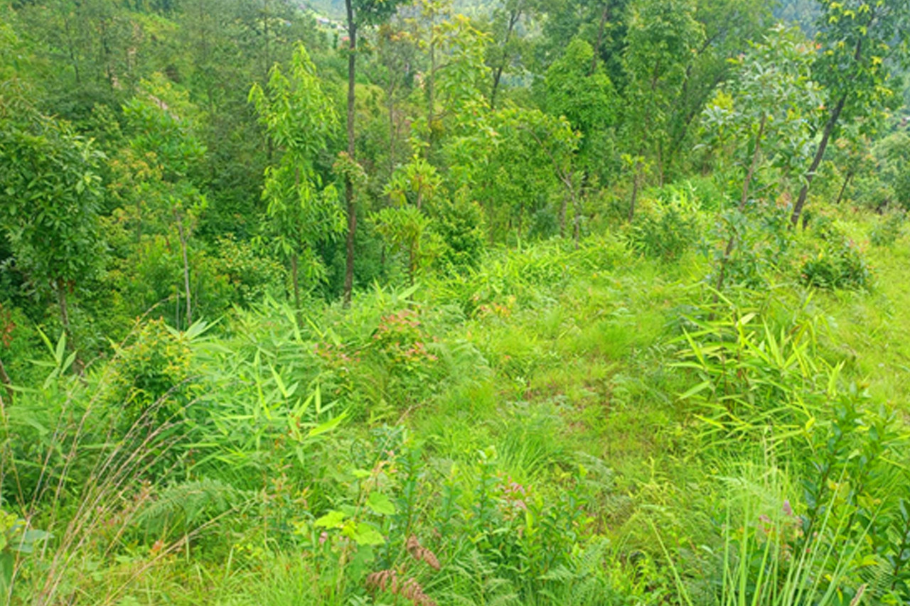 बागलुङमा सामुदायिक वनमा निहुरो र अम्रिसो खेती