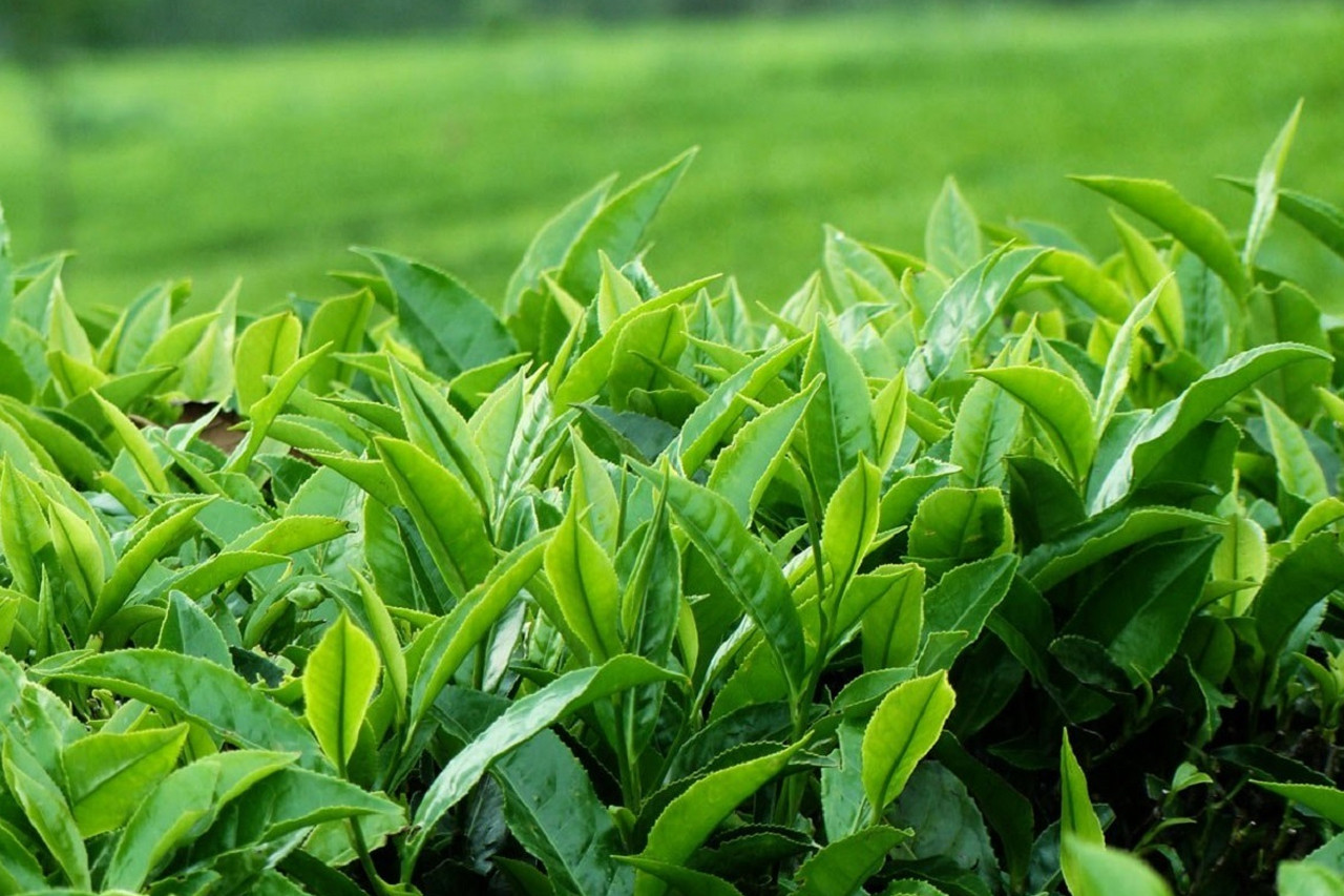 किसानलाई निःशुल्क डालेघाँसका बिरुवा वितरण गर्दै जिल्ला वन कार्यालय