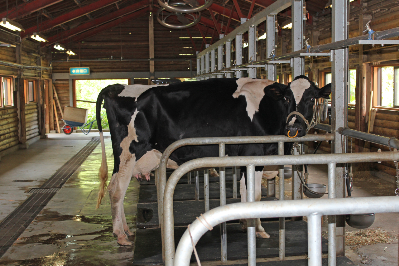 बाँकेमा पशु स्वास्थ्य उपचारमा विशेषज्ञ सेवा सुरु