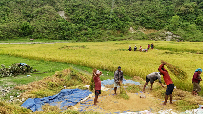 तनहुँमा किसानलाई चैते धान भित्र्याउने चटारो, बर्खे धानको रोपाइँ सुरु