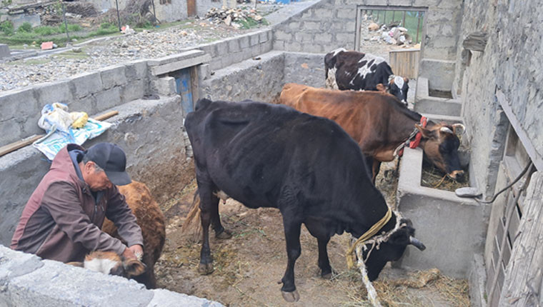 मुस्ताङको स्याङ गाउँमा उन्नत जर्सी गाईपालन फस्टाउँदो, ९० प्रतिशत पाउडर दूध विस्थापित