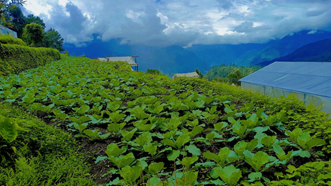म्याग्दीको अन्नपूर्णमा तरकारीको पकेट विकास कार्यक्रम सुरु