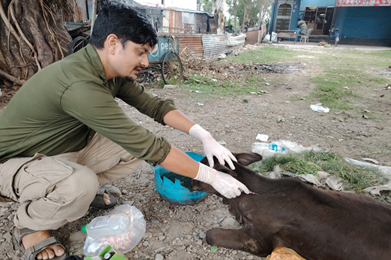 विष्णु पनेरु: घाइते चौपायाको सेवामा समर्पित युवा