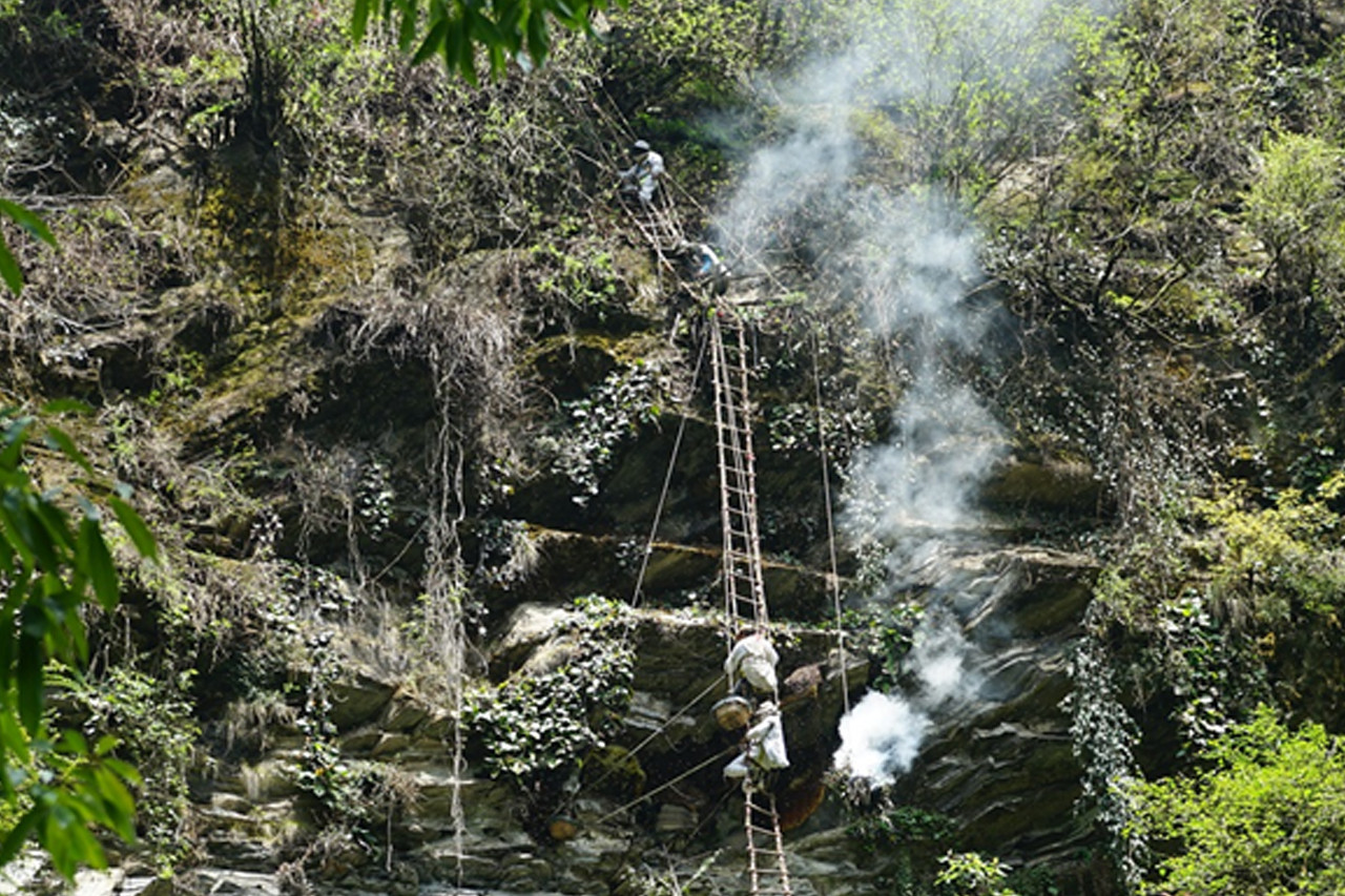 म्याग्दीको स्वाँतमा भिर मह शिकार सुरु, ४० लिटर मह निकालियो