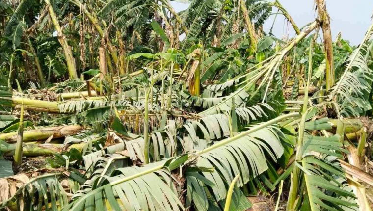 झापाकाे केराखेतीमा हावाहुरीले लाखौँको क्षति